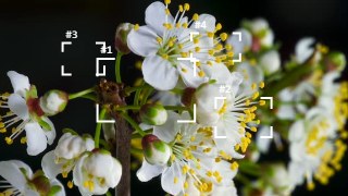 Focus Brackets look — BabyTrack effect preview