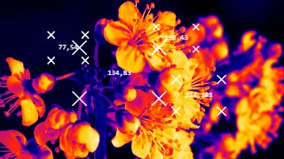 Thermal Cam look — BabyTrack effect preview
