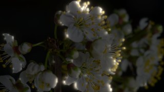 Warm Aura look — Lumina effect preview