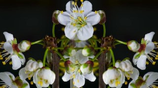 Horizontal look — Mirror effect preview