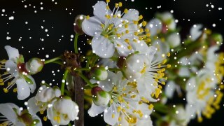 Snowfall look — Particles effect preview