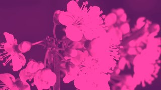 Duotone look — ReColor effect preview