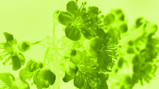 X-Ray look — ReColor effect preview