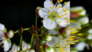 Time Wave look — SlitScan effect preview