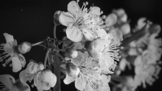 Silent Film look — Stutter effect preview
