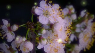 Firefly Night vibe — Particles