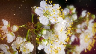 Golden Hour vibe — Particles